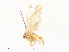  ( - CBG-A51066-C07)  @11 [ ] CreativeCommons - Attribution Share - Alike (2024) CBG Photography Group Centre for Biodiversity Genomics