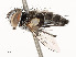  ( - CBG-A51066-D10)  @11 [ ] CreativeCommons - Attribution Share - Alike (2024) CBG Photography Group Centre for Biodiversity Genomics