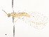  ( - CBG-A51069-D02)  @11 [ ] CreativeCommons - Attribution Share - Alike (2024) CBG Photography Group Centre for Biodiversity Genomics