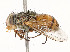  ( - CBG-A51069-E08)  @11 [ ] CreativeCommons - Attribution Share - Alike (2024) CBG Photography Group Centre for Biodiversity Genomics