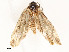  ( - CBG-A51069-G09)  @11 [ ] CreativeCommons - Attribution Share - Alike (2024) CBG Photography Group Centre for Biodiversity Genomics