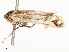  ( - CBG-A51069-H04)  @11 [ ] CreativeCommons - Attribution Share - Alike (2024) CBG Photography Group Centre for Biodiversity Genomics