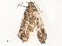  ( - CBG-A51070-D04)  @11 [ ] CreativeCommons - Attribution Share - Alike (2024) CBG Photography Group Centre for Biodiversity Genomics