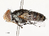  ( - CBG-A51940-A06)  @11 [ ] CreativeCommons - Attribution Share - Alike (2024) CBG Photography Group Centre for Biodiversity Genomics
