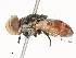  ( - CBG-A51940-H01)  @11 [ ] CreativeCommons - Attribution Share - Alike (2024) CBG Photography Group Centre for Biodiversity Genomics