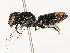  ( - CBG-A51942-A12)  @11 [ ] CreativeCommons - Attribution Share - Alike (2024) CBG Photography Group Centre for Biodiversity Genomics