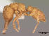  (Mystrium barrybressleri - CASENT0068193-D01)  @13 [ ] Unspecified (default): All Rights Reserved  Unspecified Unspecified