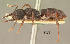  (Mystrium eques - CASENT0003437-D01)  @13 [ ] Unspecified (default): All Rights Reserved  Unspecified Unspecified