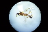  (Charmon cruentatus - VM-t004-358)  @12 [ ] CreativeCommons - Attribution Non-Commercial Share-Alike (2015) Unspecified Natural Resource Canada