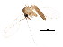 (Psathyromyia - BIOUG01850-E09)  @13 [ ] CreativeCommons - Attribution (2012) CBG Photography Group Centre for Biodiversity Genomics