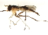  (Stylogaster breviventris - BIOUG01865-A06)  @14 [ ] CreativeCommons - Attribution (2011) CBG Photography Group Centre for Biodiversity Genomics