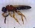  (Sceliomorpha - CCDB-07374 B05)  @13 [ ] CreativeCommons - Attribution Non-Commercial No Derivatives (2011) Alex Smith University of Guelph
