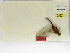 ( - INB0003575066)  @11 [ ] Copyright (2012) B. Haber Instituto Nacional de Biodiversidad