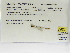  (Protoneura amatoria - INB0004315388)  @11 [ ] Copyright (2012) B. Haber Instituto Nacional de Biodiversidad