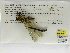  (Cordulegaster diadema - INB0004315961)  @11 [ ] Copyright (2012) B. Haber Instituto Nacional de Biodiversidad