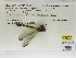  ( - INB0004316215)  @11 [ ] Copyright (2012) B. Haber Instituto Nacional de Biodiversidad