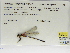  (Hetaerina fuscoguttata - INB0004316637)  @11 [ ] Copyright (2012) B. Haber Instituto Nacional de Biodiversidad
