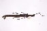  ( - INB0003737857)  @11 [ ] Copyright (2012) I. Cruz Instituto Nacional de Biodiversidad