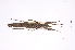  ( - INBIOCRI002547466)  @11 [ ] Copyright (2012) I. Cruz Instituto Nacional de Biodiversidad