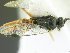  (Parapanteles Whitfield02 - USNM00497294)  @11 [ ] Unspecified (default): All Rights Reserved  Unspecified Unspecified
