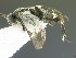  (Microgaster Whitfield01 - USNM00499810)  @11 [ ] Unspecified (default): All Rights Reserved  Unspecified Unspecified