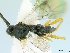  (Dolichogenidea Whitfield18 - USNM00504103)  @14 [ ] Unspecified (default): All Rights Reserved  Unspecified Unspecified