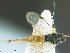 (Diolcogaster Whitfield01 - USNM00505066)  @11 [ ] Unspecified (default): All Rights Reserved  Unspecified Unspecified