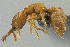  (Mystrium camillae - B-MIWE09-59)  @14 [ ] CreativeCommons - Attribution Non-Commercial Share-Alike (2011) Milan Janda Czech Academy of Sciences