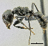  (Camponotus quadriceps - B-MIWE09-92)  @15 [ ] CreativeCommons - Attribution Non-Commercial Share-Alike (2011) Milan Janda Czech Academy of Sciences