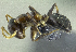  (Camponotus aff. conithorax sp. B PK_CAMP 006 - HP0006)  @14 [ ] CreativeCommons - Attribution Non-Commercial Share-Alike (2011) Milan Janda Czech Academy of Sciences
