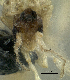  (Crematogaster aff. fritzi sp. A PK_CREM 007 - HP0011)  @12 [ ] CreativeCommons - Attribution Non-Commercial Share-Alike (2011) Milan Janda Czech Academy of Sciences