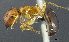  (Camponotus macrocephalus sp. A PK_CAMP 010 - HP0031)  @14 [ ] CreativeCommons - Attribution Non-Commercial Share-Alike (2011) Milan Janda Czech Academy of Sciences