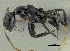  (Camponotus trajanus sp. PK_B CAMP 011 - HP0032)  @15 [ ] CreativeCommons - Attribution Non-Commercial Share-Alike (2011) Milan Janda Czech Academy of Sciences