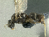  (Technomyrmex difficilis - HP0037)  @14 [ ] CreativeCommons - Attribution Non-Commercial Share-Alike (2011) Milan Janda Czech Academy of Sciences
