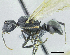 (Polyrhachis aff. aequalis - HP0042)  @14 [ ] CreativeCommons - Attribution Non-Commercial Share-Alike (2011) Milan Janda Czech Academy of Sciences
