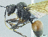  (Polyrhachis alphea - HP0044)  @15 [ ] CreativeCommons - Attribution Non-Commercial Share-Alike (2011) Milan Janda Czech Academy of Sciences