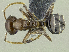  (Camponotus trajanus sp. A PK_CAMP 007 - HP0059)  @15 [ ] CreativeCommons - Attribution Non-Commercial Share-Alike (2011) Milan Janda Czech Academy of Sciences