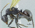  (Polyrhachis dahli - HP0070)  @15 [ ] CreativeCommons - Attribution Non-Commercial Share-Alike (2011) Milan Janda Czech Academy of Sciences