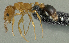 (Monomorium sp. PK_MONO 001 - HP0071)  @14 [ ] CreativeCommons - Attribution Non-Commercial Share-Alike (2011) Milan Janda Czech Academy of Sciences