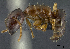  (Camponotus aff. hosei - HP0084)  @15 [ ] CreativeCommons - Attribution Non-Commercial Share-Alike (2011) Milan Janda Czech Academy of Sciences