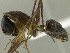  (Camponotus dorycus - HP0094)  @15 [ ] CreativeCommons - Attribution Non-Commercial Share-Alike (2011) Milan Janda Czech Academy of Sciences