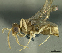  (Technomyrmex albicoxis - HP0109)  @14 [ ] CreativeCommons - Attribution Non-Commercial Share-Alike (2011) Milan Janda Czech Academy of Sciences