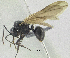  (Polyrhachis mucronata - HP0117)  @14 [ ] CreativeCommons - Attribution Non-Commercial Share-Alike (2011) Milan Janda Czech Academy of Sciences