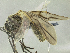  (Polyrhachis esuriens - HP0122)  @14 [ ] CreativeCommons - Attribution Non-Commercial Share-Alike (2011) Milan Janda Czech Academy of Sciences