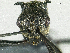  (Polyrhachis aff. seavissima - HP0123)  @12 [ ] CreativeCommons - Attribution Non-Commercial Share-Alike (2011) Milan Janda Czech Academy of Sciences