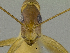  (Camponotus cf. variegatus - HP0130)  @12 [ ] CreativeCommons - Attribution Non-Commercial Share-Alike (2011) Milan Janda Czech Academy of Sciences