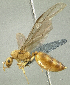  (Crematogaster aff. fritzi sp. B PK_CREM 011 - HP0140)  @14 [ ] CreativeCommons - Attribution Non-Commercial Share-Alike (2011) Milan Janda Czech Academy of Sciences