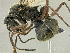  (Polyrhachis aff. bubastes PK_POLY 023 - HP0145)  @15 [ ] CreativeCommons - Attribution Non-Commercial Share-Alike (2011) Milan Janda Czech Academy of Sciences