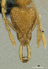  (Strumigenys sp. PK_STRU 003 - HP0155)  @12 [ ] CreativeCommons - Attribution Non-Commercial Share-Alike (2011) Milan Janda Czech Academy of Sciences