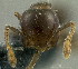  (Crematogaster sp. PK_CREM 016 - HP0169)  @12 [ ] CreativeCommons - Attribution Non-Commercial Share-Alike (2011) Milan Janda Czech Academy of Sciences
